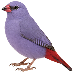 Lavender Waxbill